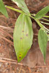 Bosc's panicgrass